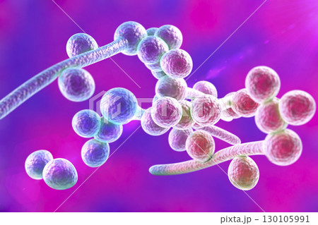 Fungi Candida albicans which cause thrush 130105991