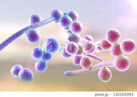 Fungi Candida albicans which cause thrush 130105993