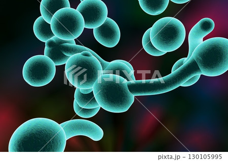 Fungi Candida albicans which cause thrush 130105995
