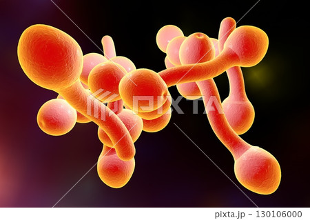 Fungi Candida albicans which cause thrush 130106000