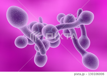 Fungi Candida albicans which cause thrush 130106006