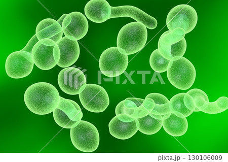 Fungi Candida albicans which cause thrush 130106009