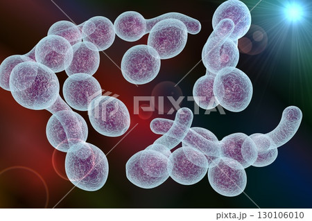 Fungi Candida albicans which cause thrush 130106010