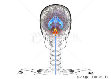 Fourth ventricle of human brain, 3D illustration 130106019