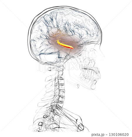 Human brain with highlighted hippocampus, a key structure involved in memory, learning, and emotional regulation, 3D illustration 130106020