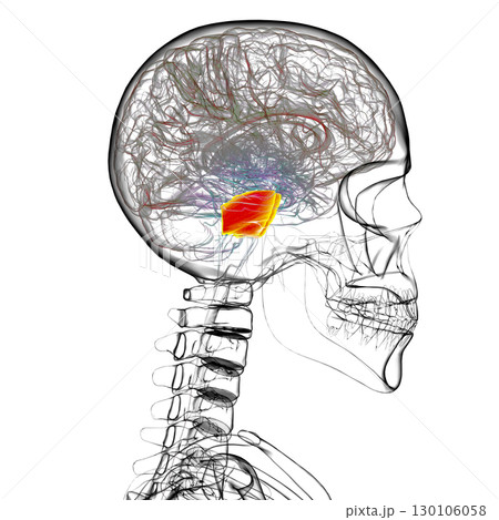 Pons highlighted in human brain, 3D illustration. 130106058