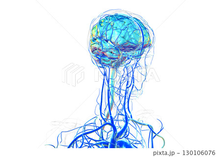 Brain veins, 3D illustration Brain veins, 3D illustration 130106076