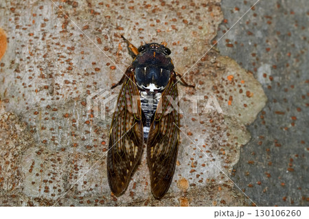 アブラゼミ 130106260