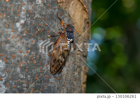 アブラゼミ アブラゼミ 130106261