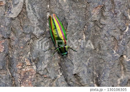 タマムシ タマムシ 130106305