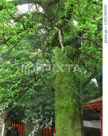 モクレン科オガタマノキの巨木 130106439