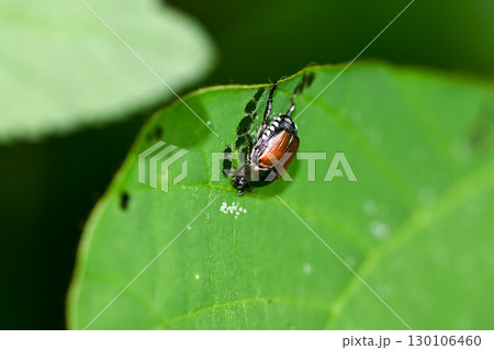 マメコガネ マメコガネ 130106460