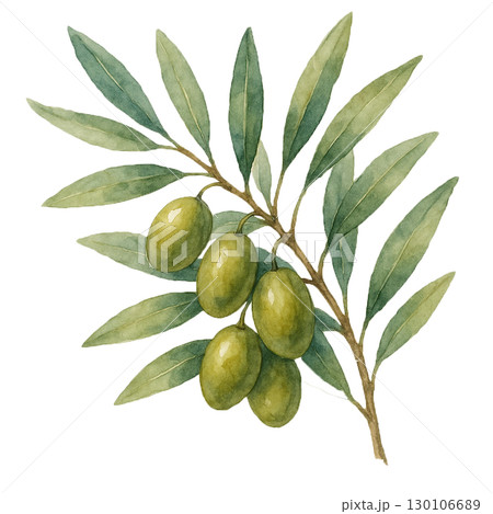 オリーブの実の水彩風イラスト オリーブの実の水彩風イラスト 130106689