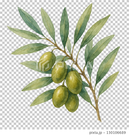 橄欖果實的水彩插圖 130106689
