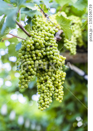 Green Wine Grapes on Vineyard Vine 130106739