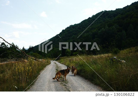 Two dogs German and Australian shepherds walking along a gravel mountain road surrounded by grassy fields and green forest hills in Serbia. Two dogs German and Australian shepherds walking along a gravel mountain road surrounded by grassy fields and green forest hills in Serbia. 130106822