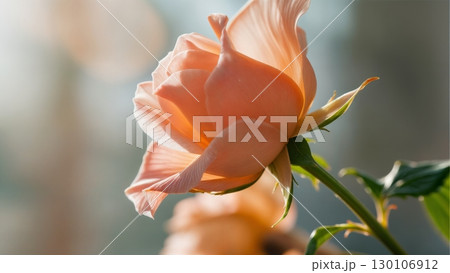 Blooming Flower Time-lapse, Nature's Unfolding, Delicate Growth. Ideal for gardening, biology, meditative content Blooming Flower Time-lapse, Nature's Unfolding, Delicate Growth. Ideal for gardening, biology, meditative content 130106912