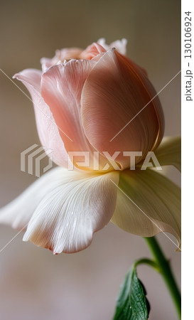 Blooming Flower Time-lapse, Nature's Unfolding, Delicate Growth. Ideal for gardening, biology, meditative content, vertical shot 130106924