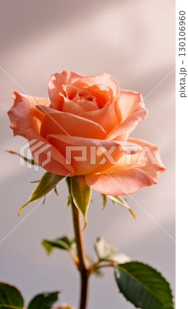 Blooming Flower Time-lapse, Nature's Unfolding, Delicate Growth. Ideal for gardening, biology, meditative content, vertical shot Blooming Flower Time-lapse, Nature's Unfolding, Delicate Growth. Ideal for gardening, biology, meditative content, vertical shot 130106960