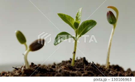 Plant Growth, Life Cycle, Organic Development. Perfect for botany, education, slow-living themes 130106963
