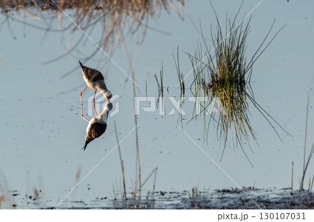 Tranquil Marsh Meal: Black-winged Stilt Feeding with Soft Focus 130107031