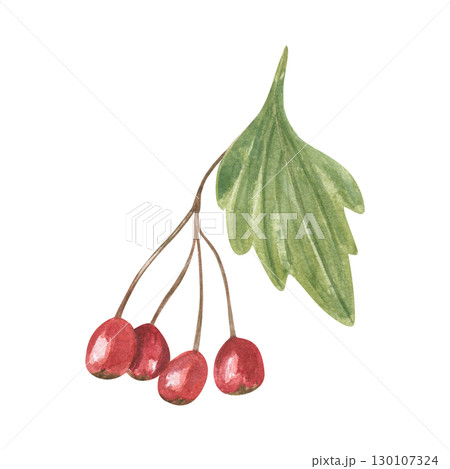 Hawthorn berries on twig with green leaf watercolor illustration on isolated background. Red berry cluster. Autumn healthy plant for herbal medicine concept, autumn design, food packaging. Hawthorn berries on twig with green leaf watercolor illustration on isolated background. Red berry cluster. Autumn healthy plant for herbal medicine concept, autumn design, food packaging. 130107324