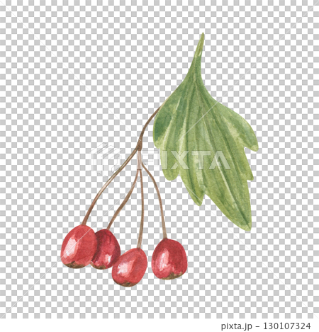 Hawthorn berries on twig with green leaf watercolor illustration on isolated background. Red berry cluster. Autumn healthy plant for herbal medicine concept, autumn design, food packaging. Hawthorn berries on twig with green leaf watercolor illustration on isolated background. Red berry cluster. Autumn healthy plant for herbal medicine concept, autumn design, food packaging. 130107324