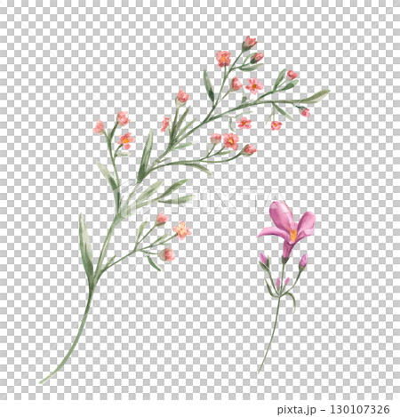 Watercolor meadow plants with pink flowers watercolor illustration set on isolated background. Abstract simple wild flowers on green stem. Floral element for wedding textile, greeting card design. Watercolor meadow plants with pink flowers watercolor illustration set on isolated background. Abstract simple wild flowers on green stem. Floral element for wedding textile, greeting card design. 130107326
