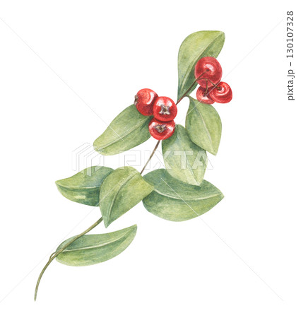 Plant with red berries and green leaves watercolor illustration on isolated background. Winter mistletoe for Christmas decor, festive design, botanical pattern, seasonal concept, invitation. 130107328