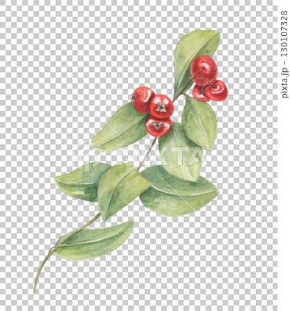 Plant with red berries and green leaves watercolor illustration on isolated background. Winter mistletoe for Christmas decor, festive design, botanical pattern, seasonal concept, invitation. 130107328