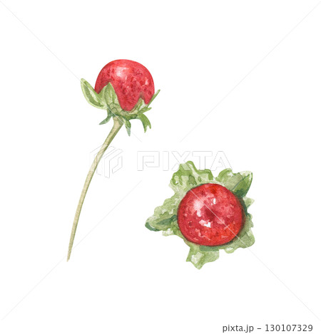 Red Indian Potentilla berries with leaves watercolor illustration on isolated background. Mock strawberry for ayurvedic herbal medicine concept, natural wellness design, organic food ingredient. 130107329