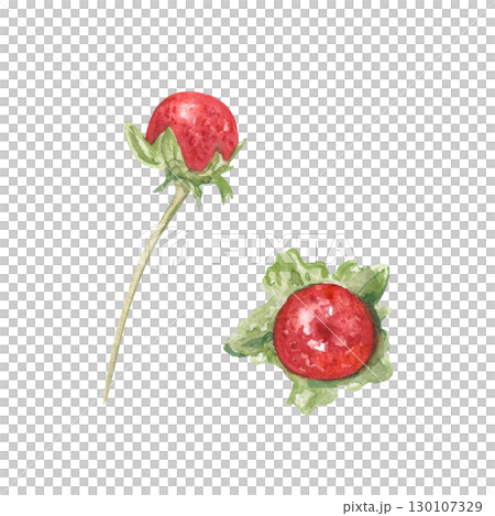 Red Indian Potentilla berries with leaves watercolor illustration on isolated background. Mock strawberry for ayurvedic herbal medicine concept, natural wellness design, organic food ingredient. 130107329