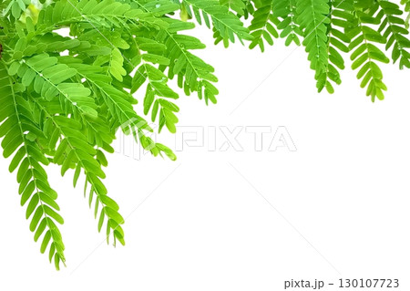 Tamarind leaves isolated on white background 130107723