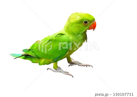 Green parrot on white background 130107731