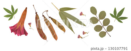 Pressed and dried flower isolated on white background. For use in floral patterns, compositions, herbariums, scrapbooking, floristry. 130107791