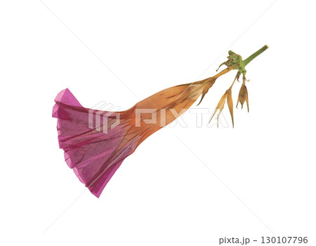 Pressed and dried flower isolated on white background. For use in floral patterns, compositions, herbariums, scrapbooking, floristry. 130107796