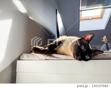 Siamese cat resting on white desk near computer. Pet companionship, comfort, relaxation, and lifestyle detail. 130107988