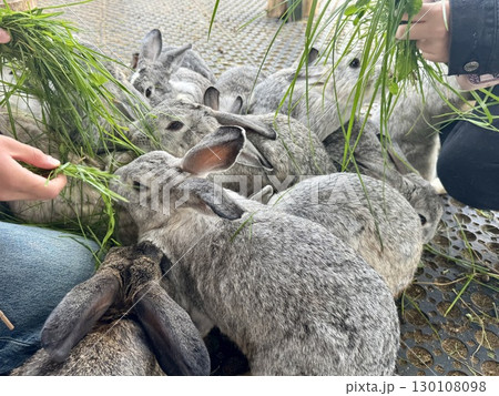 feeding rabbits with fresh grass on the farm in summer. Hight photo feeding rabbits with fresh grass on the farm in summer. Hight photo 130108098