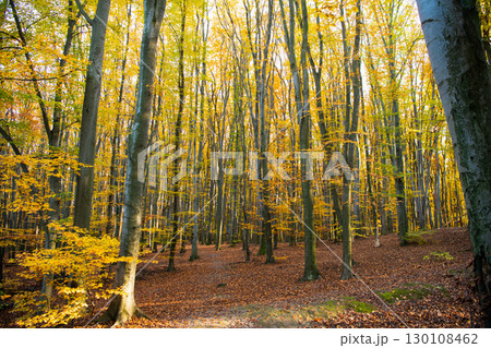 fall season weather. empty deep sunny forest with leaves. autumn nature. 130108462