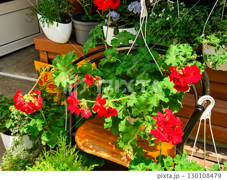 Potted plants and blooming flowers arranged along the street corner and flower shop. Nature, greenery and everyday urban gardening culture. Potted plants and blooming flowers arranged along the street corner and flower shop. Nature, greenery and everyday urban gardening culture. 130108479