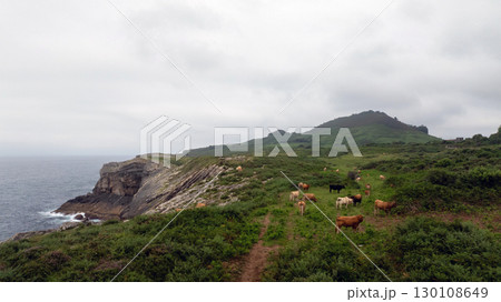 Cows grazing peacefully on lush green meadow with cliffs and ocean in background in northern Spain. Tranquil scene captures idyllic beauty of countryside overlooking cantabrian sea in Llanes. Asturias 130108649