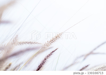 Ornamental grass pennisetum alopecuroides swaying in the wind against a bright sky creates a peaceful and serene atmosphere Ornamental grass pennisetum alopecuroides swaying in the wind against a bright sky creates a peaceful and serene atmosphere 130108713