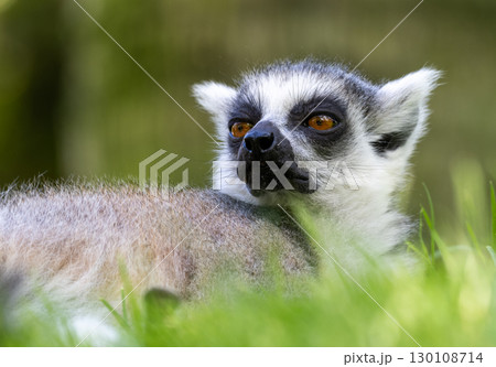 Close up of a ring tailed lemur lying on vibrant green grass, its gaze directed towards the side, capturing a moment of tranquility in nature Close up of a ring tailed lemur lying on vibrant green grass, its gaze directed towards the side, capturing a moment of tranquility in nature 130108714