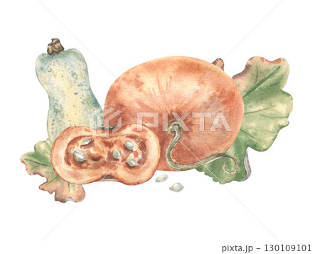 Watercolor illustration of orange pumpkin, elongated light green squash, pumpkin half and leaves isolated. Soft pastel autumn sketches in muted tones hand painted. Gentle watercolor fall drawing. Watercolor illustration of orange pumpkin, elongated light green squash, pumpkin half and leaves isolated. Soft pastel autumn sketches in muted tones hand painted. Gentle watercolor fall drawing. 130109101