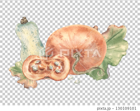 Watercolor illustration of orange pumpkin, elongated light green squash, pumpkin half and leaves isolated. Soft pastel autumn sketches in muted tones hand painted. Gentle watercolor fall drawing. Watercolor illustration of orange pumpkin, elongated light green squash, pumpkin half and leaves isolated. Soft pastel autumn sketches in muted tones hand painted. Gentle watercolor fall drawing. 130109101