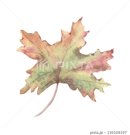 Maple leaf soft colors watercolor illustration isolated. Botanical sketch foliate hand drawn in pastel tones of pink, yellow and green. Autumn foliage element for packaging, fall greeting cards. 130109107