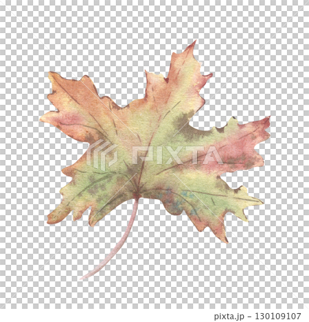 Maple leaf soft colors watercolor illustration isolated. Botanical sketch foliate hand drawn in pastel tones of pink, yellow and green. Autumn foliage element for packaging, fall greeting cards. 130109107