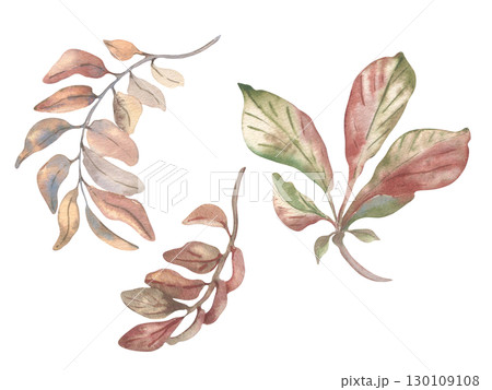 Chestnut leaves and autumn branches watercolor set isolated. Botanical sketches of foliate twigs hand drawn in muted autumn tones. Foliage illustration design. Fall woodland plant elements clipart. 130109108
