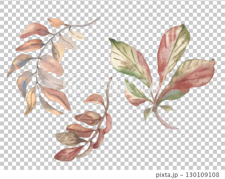 Chestnut leaves and autumn branches watercolor set isolated. Botanical sketches of foliate twigs hand drawn in muted autumn tones. Foliage illustration design. Fall woodland plant elements clipart. 130109108