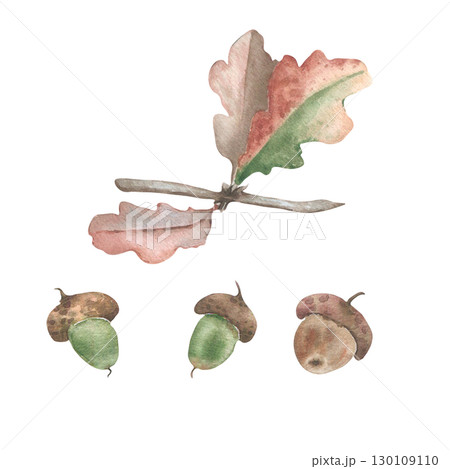 Oak branch watercolor drawing isolated. Botanical autumn set with acorns and leaves in warm autumn tones hand drawn. Rustic woodland illustration for seasonal stationery, fall design products. 130109110